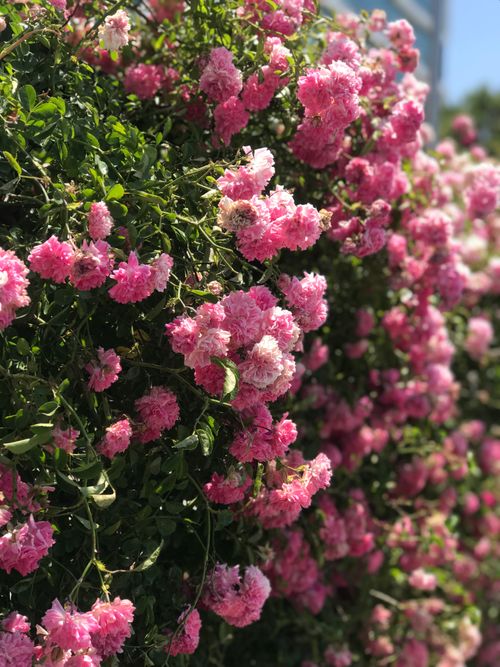 Free Vibrant pink roses in full bloom against lush greenery on a sunny day. Stock Photo