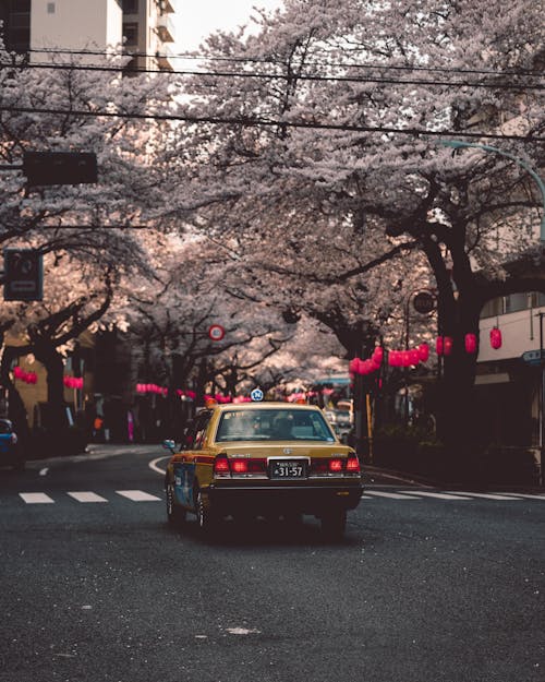 Foto Mobil Kuning Di Bawah Pepohonan Merah Muda