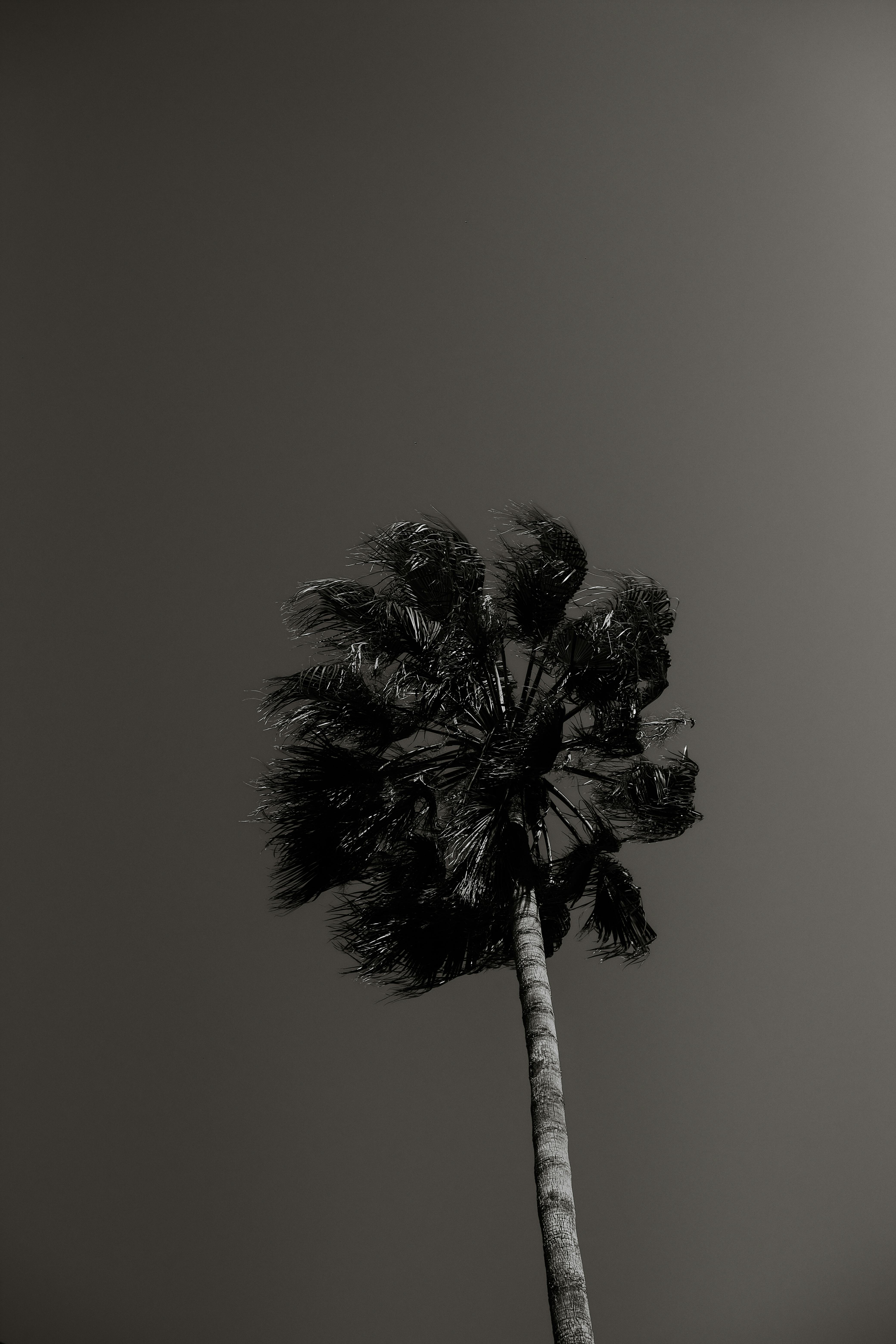 Minimalist black and white silhouette of a palm tree against the sky, emphasizing shape and form.