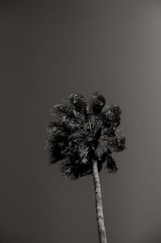 Minimalist black and white silhouette of a palm tree against the sky, emphasizing shape and form.