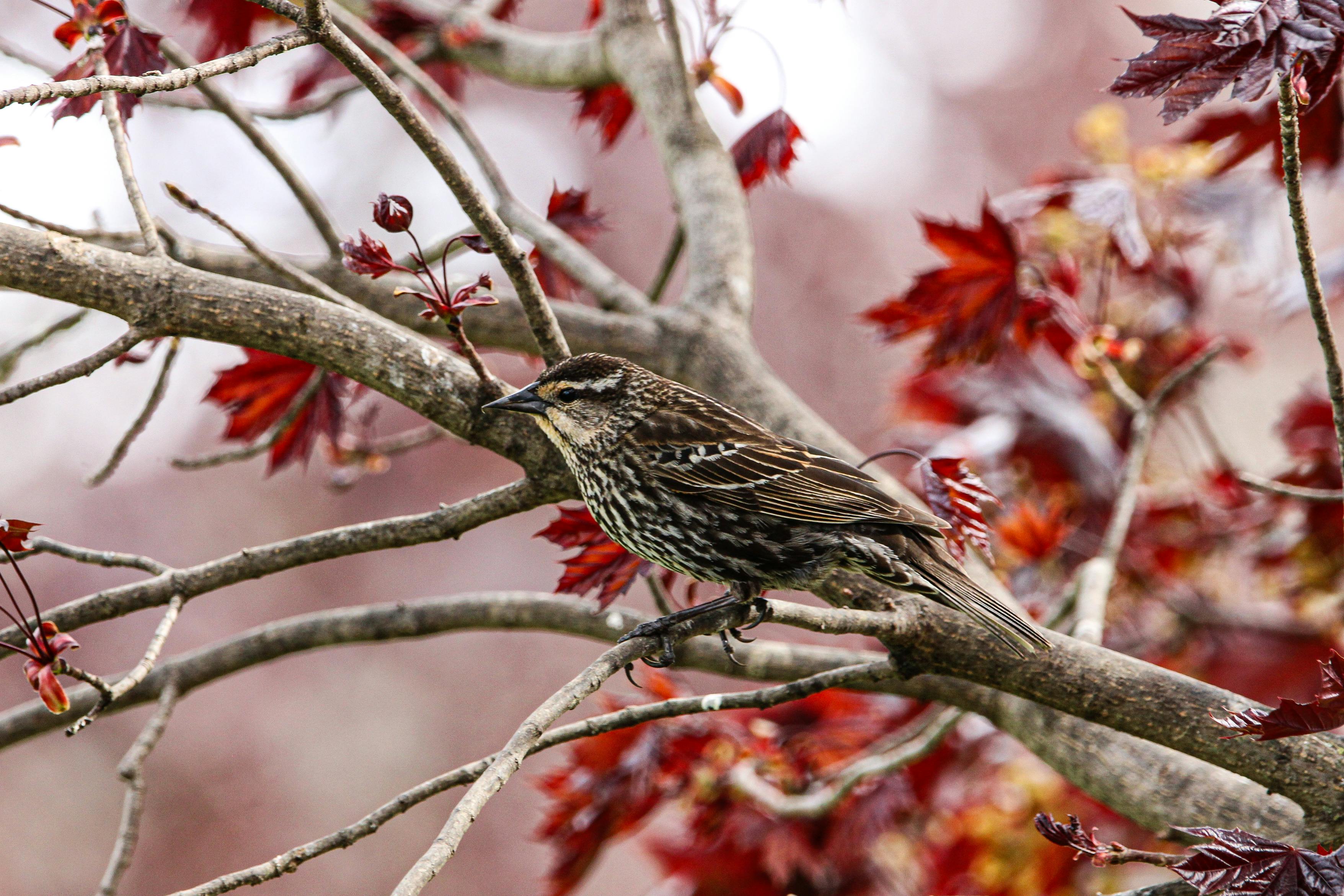 Red-winged blackbird on a tree branch with vibrant spring foliage, showcasing nature's beauty.