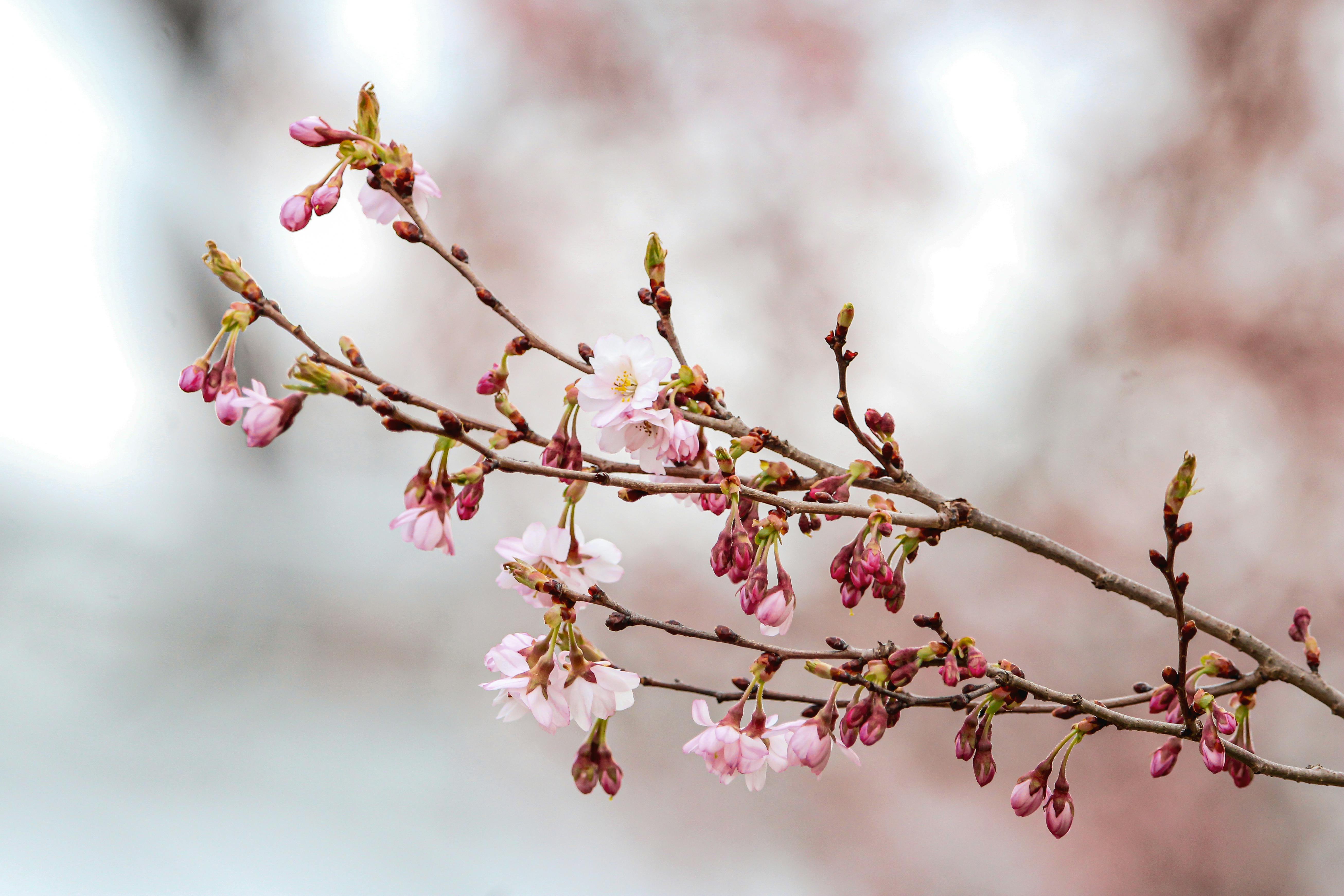 A detailed close-up of a cherry blossom branch in full bloom during springtime.