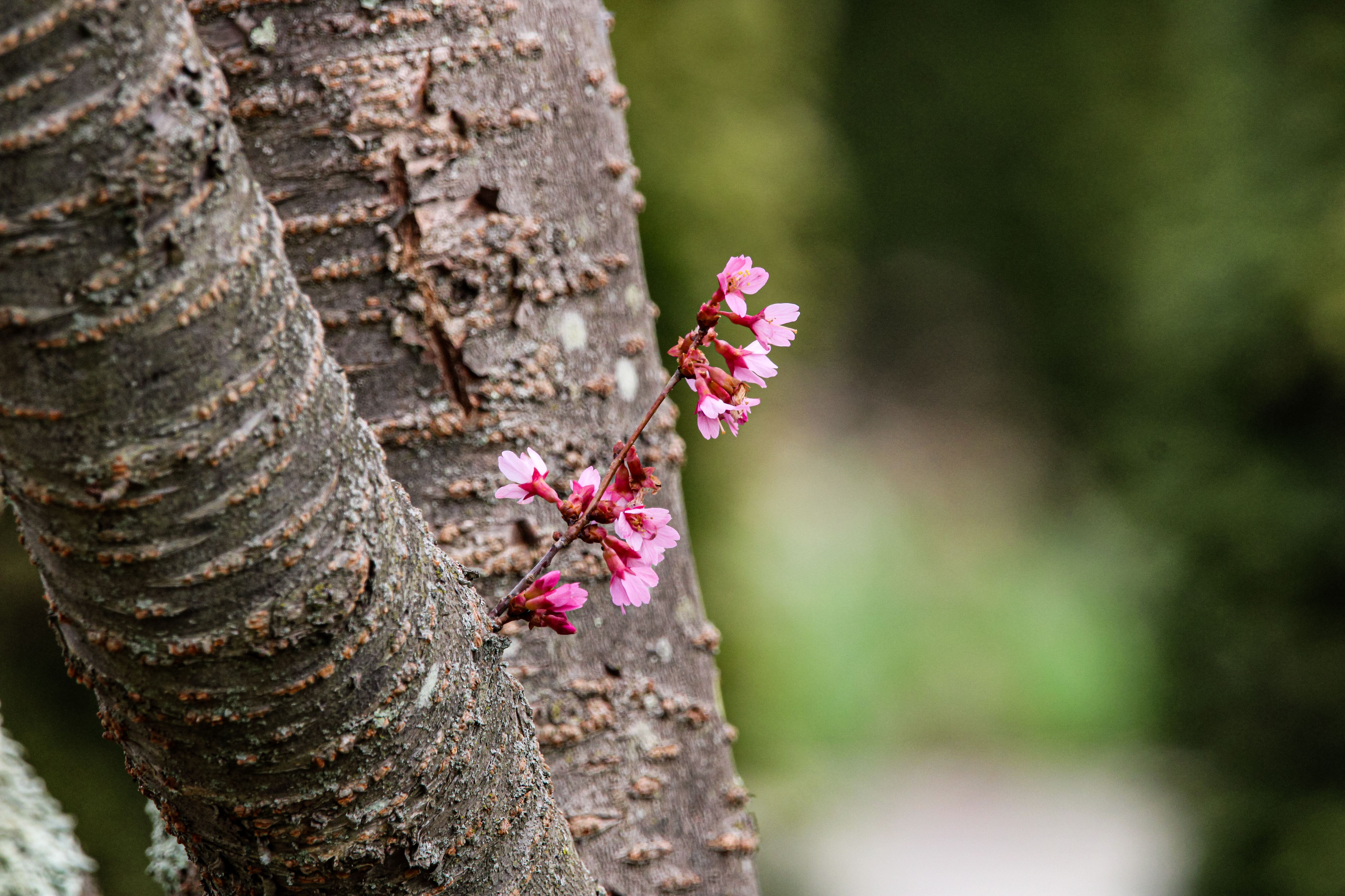 Wild Cherry Bark: Nature's Time-Honored Remedy for Coughs, Wellness, and Beyond