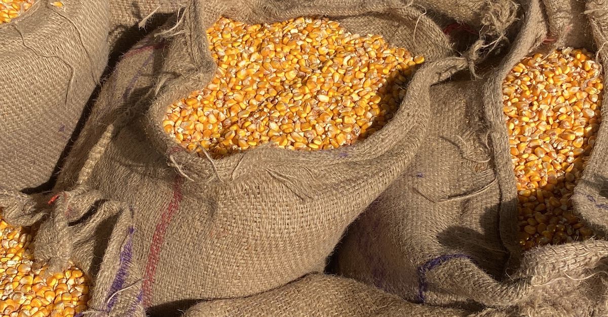 Harvested Maize In Burlap Sacks Free Stock Photo harvested-maize-in-burlap-sacks-free-stock-photo