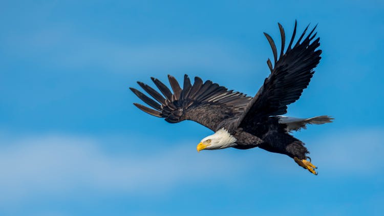 An Eagle Flying In The Sky