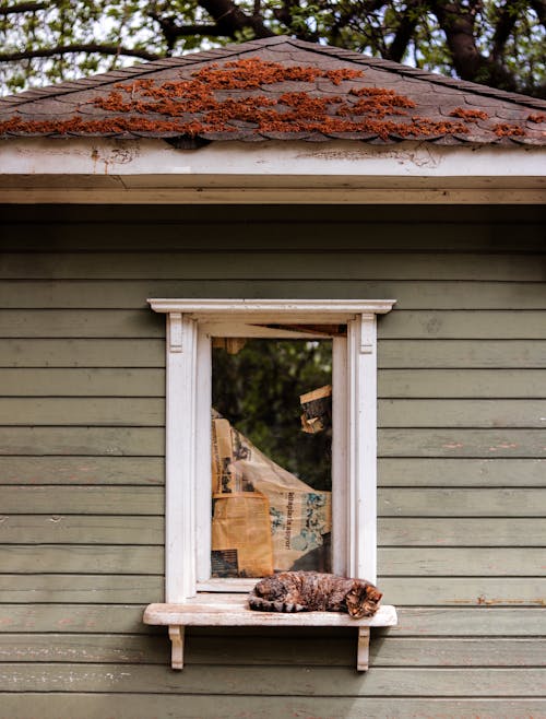 Tortoiseshell Cat Near Glass Window