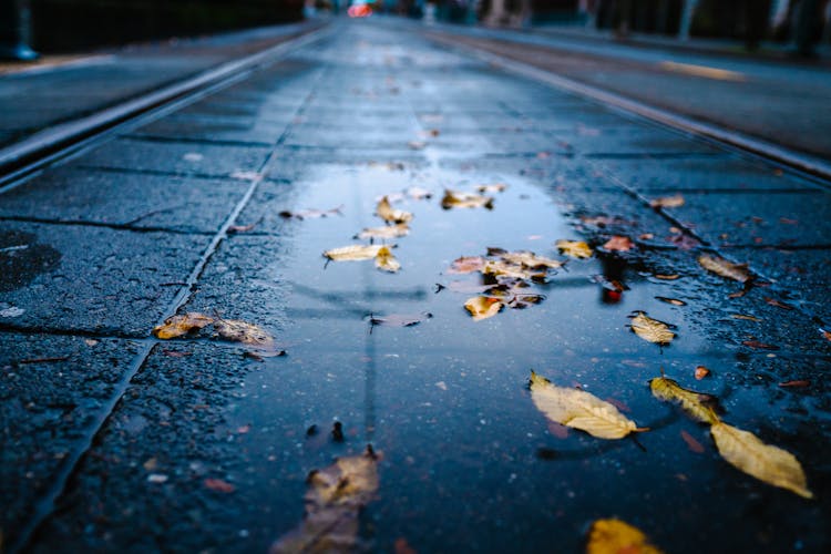 Macro Photography Of Yellow Leaves On Wet Road