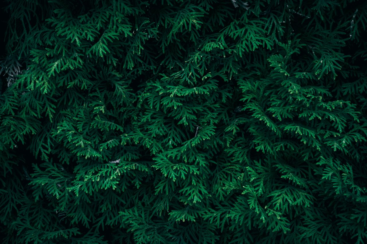 close up of dark green coniferous leaves creating a dense textured bac