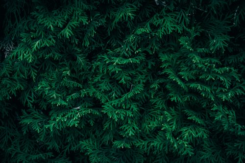 Free Close-up of dark green coniferous leaves creating a dense, textured backdrop. Stock Photo