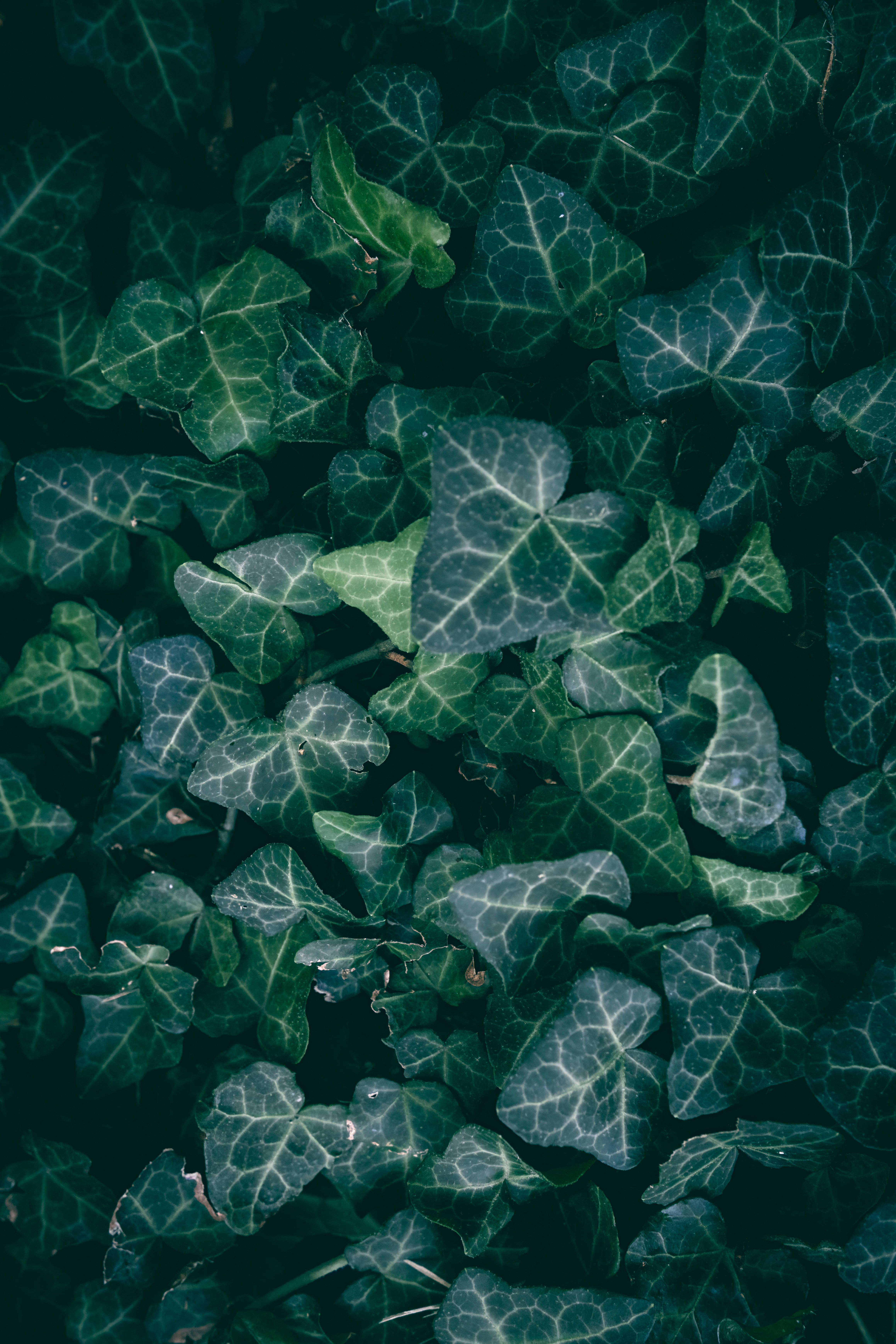 4.000+ Efeu Bilder und Fotos  Kostenlos Downloaden  Pexels Stock-Fotos