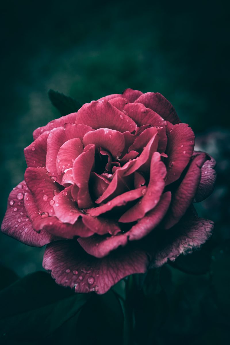 Damask rose bloom with dew on its petals