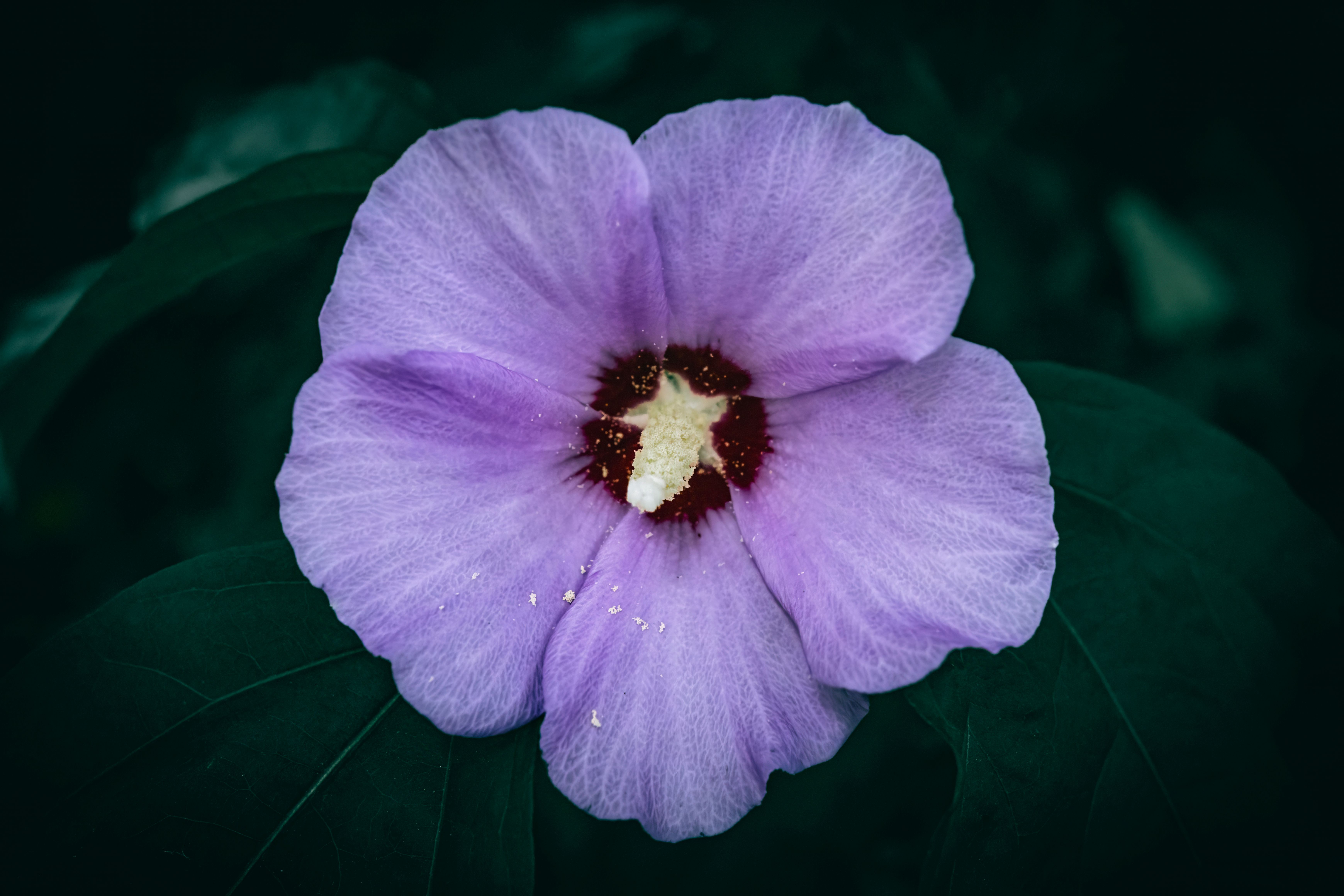 A stunning close-up of a vibrant purple hibiscus flower in bloom with detailed petals.