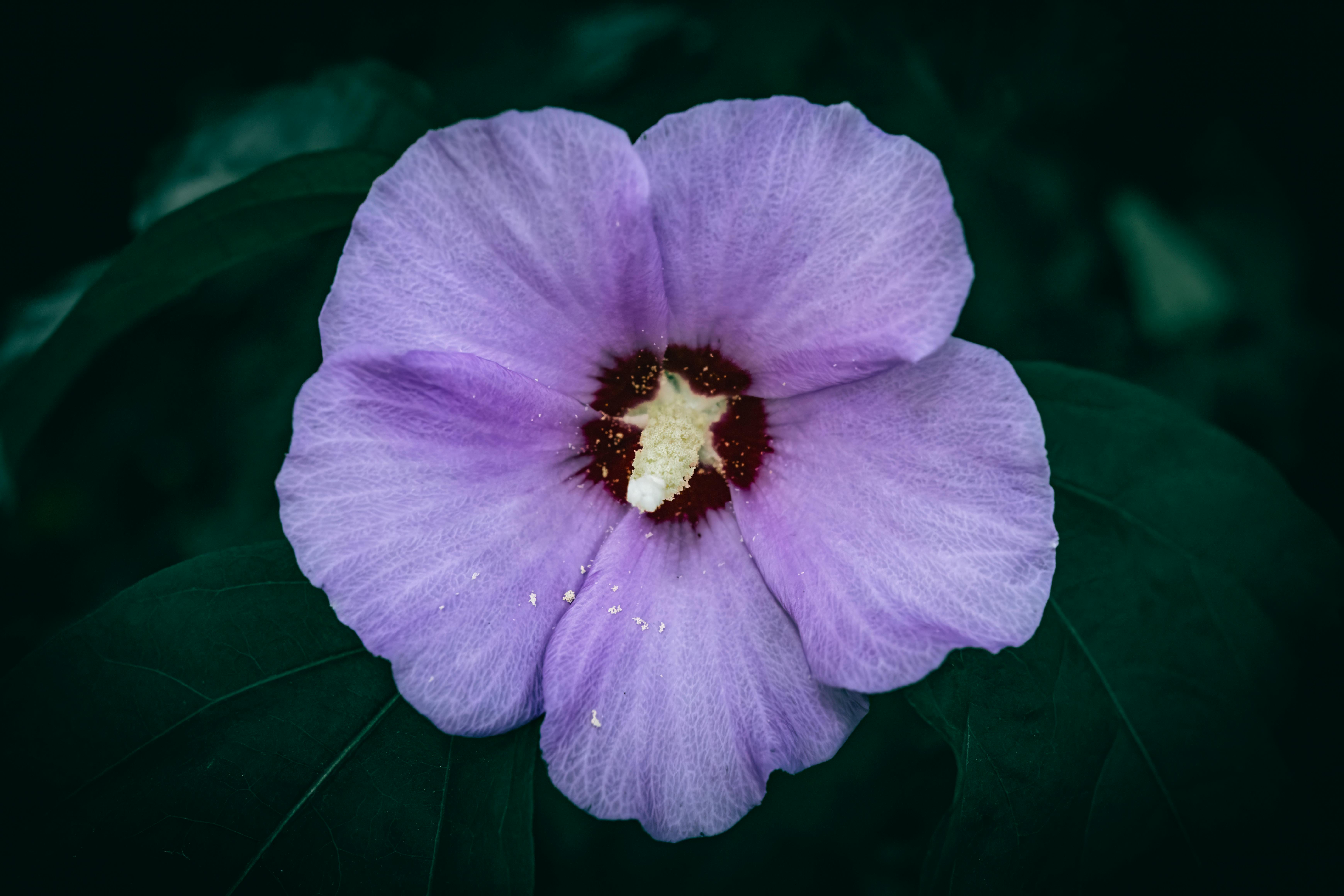 Vibrant Purple Hibiscus Flower Close-Up · Free Stock Photo, image size:6960x4640