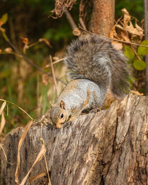 Free A curious squirrel perched on a tree stump, exploring its surroundings in a natural setting. Stock Photo