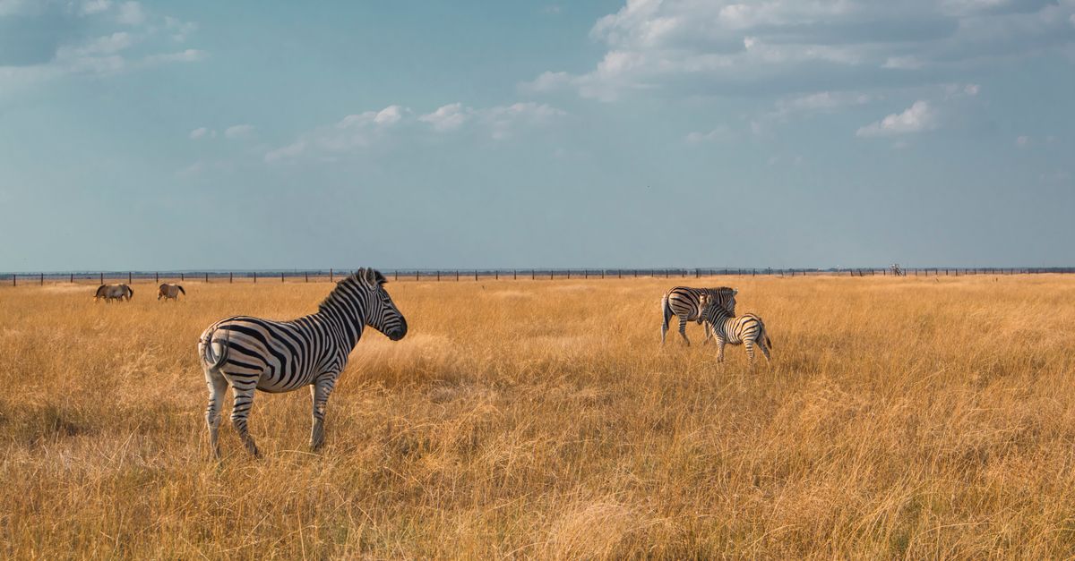 Comment Choisir son Excursion Animalière en Famille