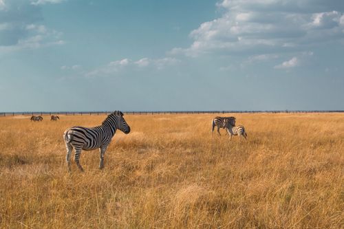 Free Zebras roam freely across the African savanna, captured under a beautiful cloudy sky during the day. Stock Photo