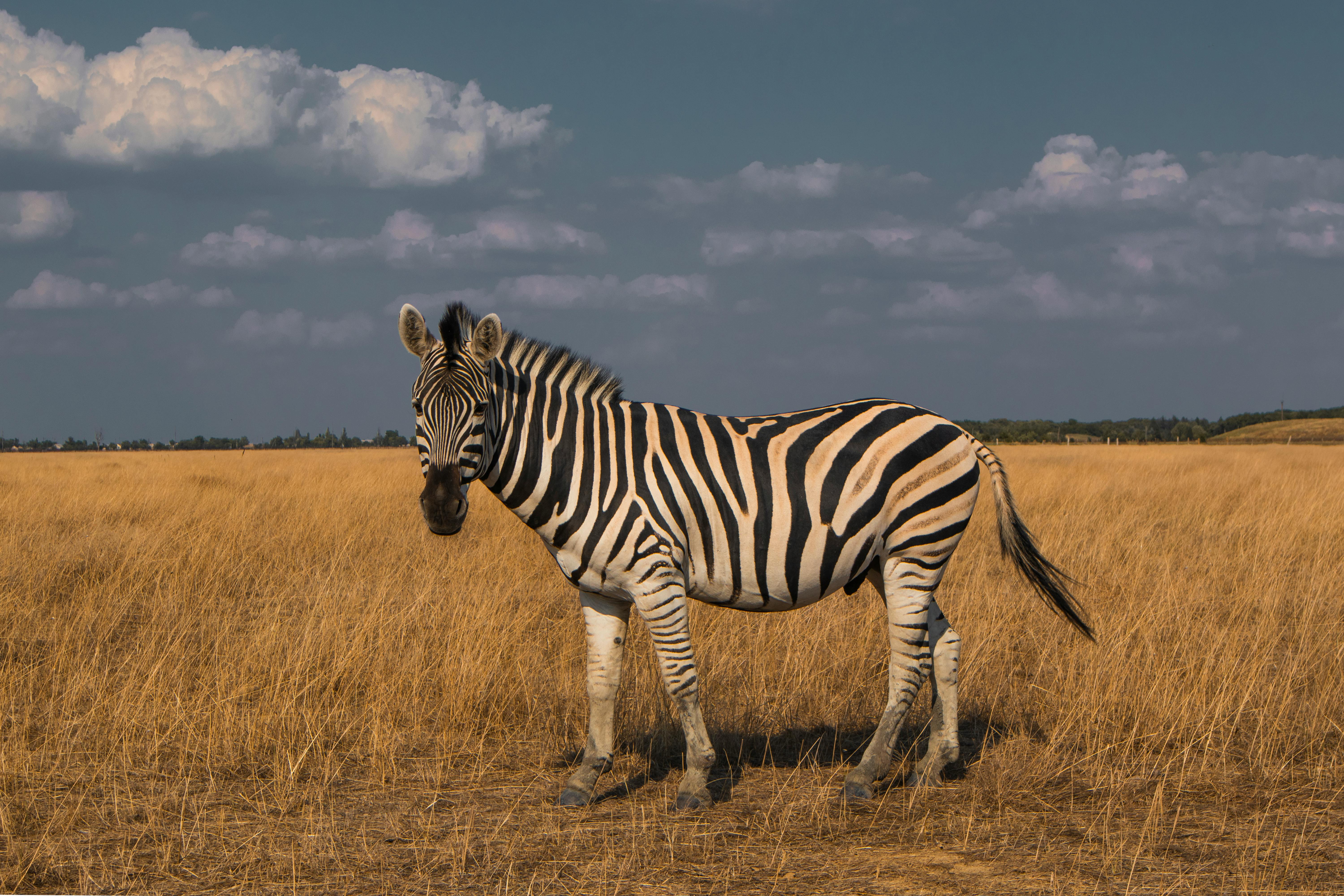 Foto Van Zebra Op Gras