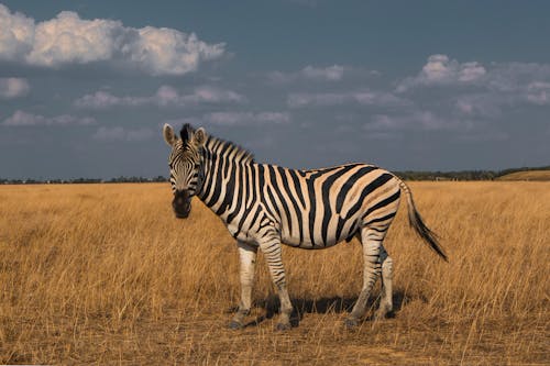 Foto De Cebra Sobre El Césped