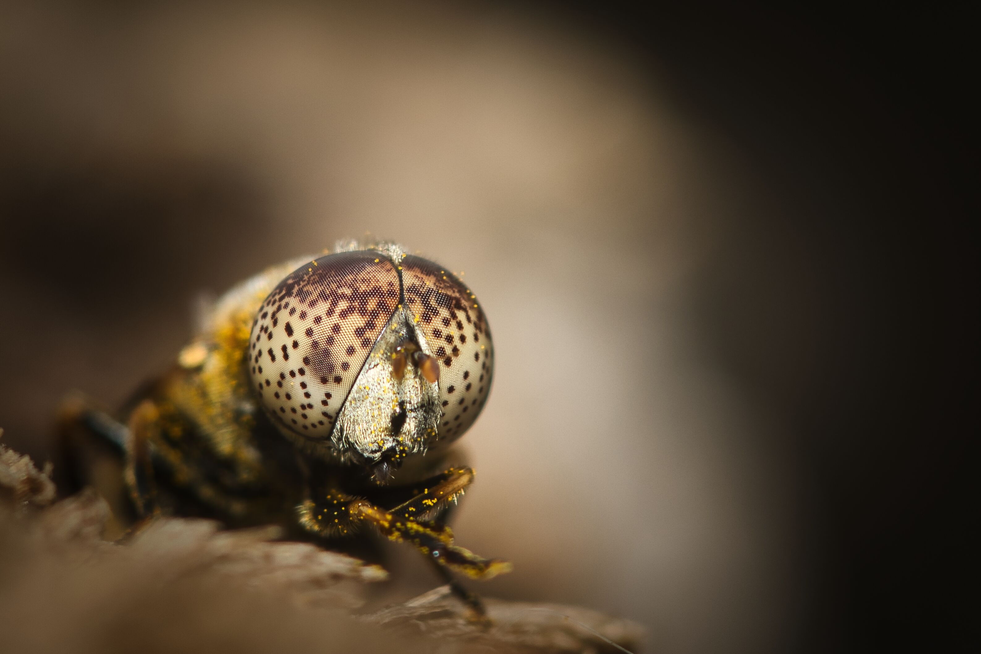 Macro Shot of a Fly with Spotted Eyes · Free Stock Photo