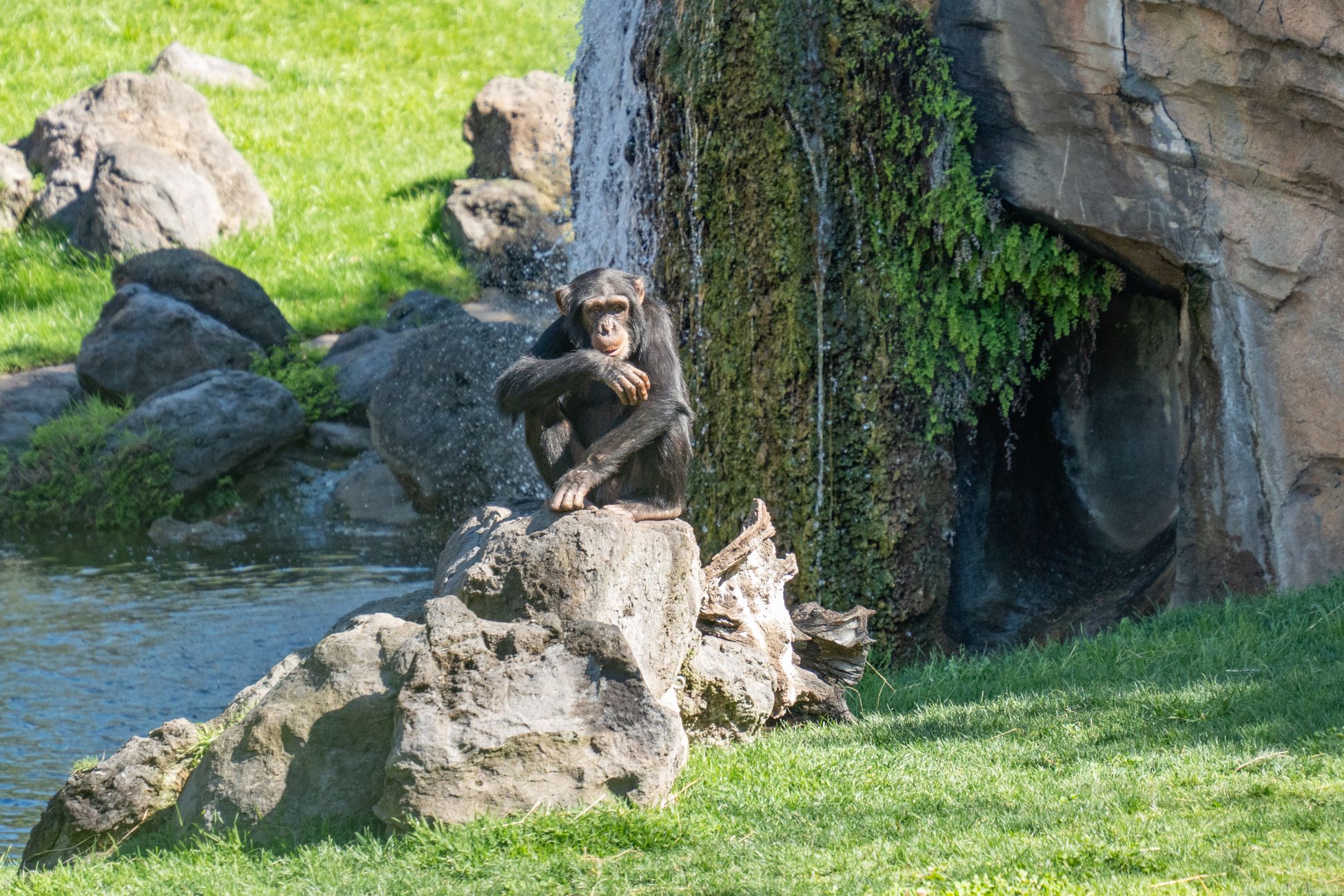 Dieren in Artis zoeken verkoeling tijdens warme dagen