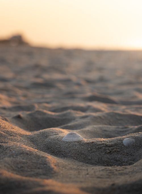 Free A peaceful sunset view of Cuxhaven beach with a prominent seashell in focus on sandy terrain. Stock Photo