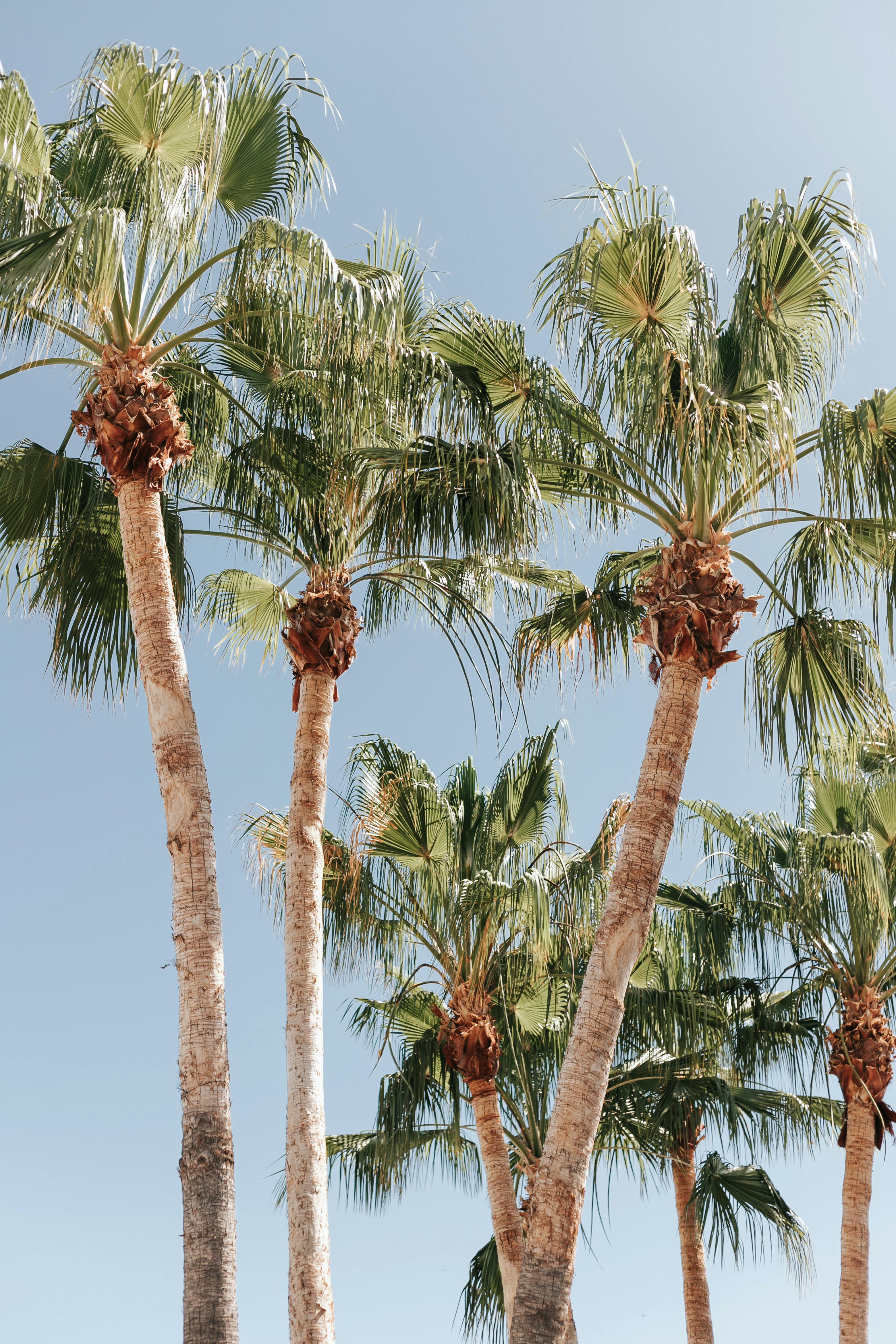 Elegant palm trees reaching into the clear blue sky, capturing the essence of a sunny day in La Paz, Mexico.