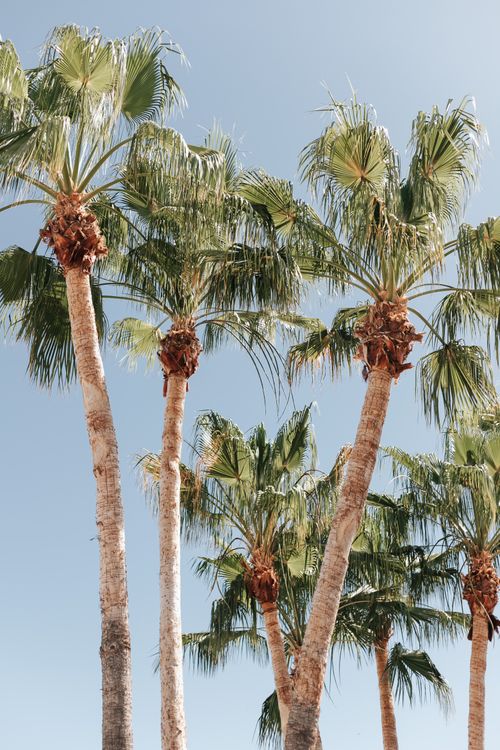 Free Elegant palm trees reaching into the clear blue sky, capturing the essence of a sunny day in La Paz, Mexico. Stock Photo