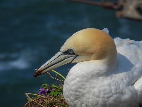 Free Detailed close-up of a Northern Gannet perched on a cliff ledge with ocean backdrop. Stock Photo