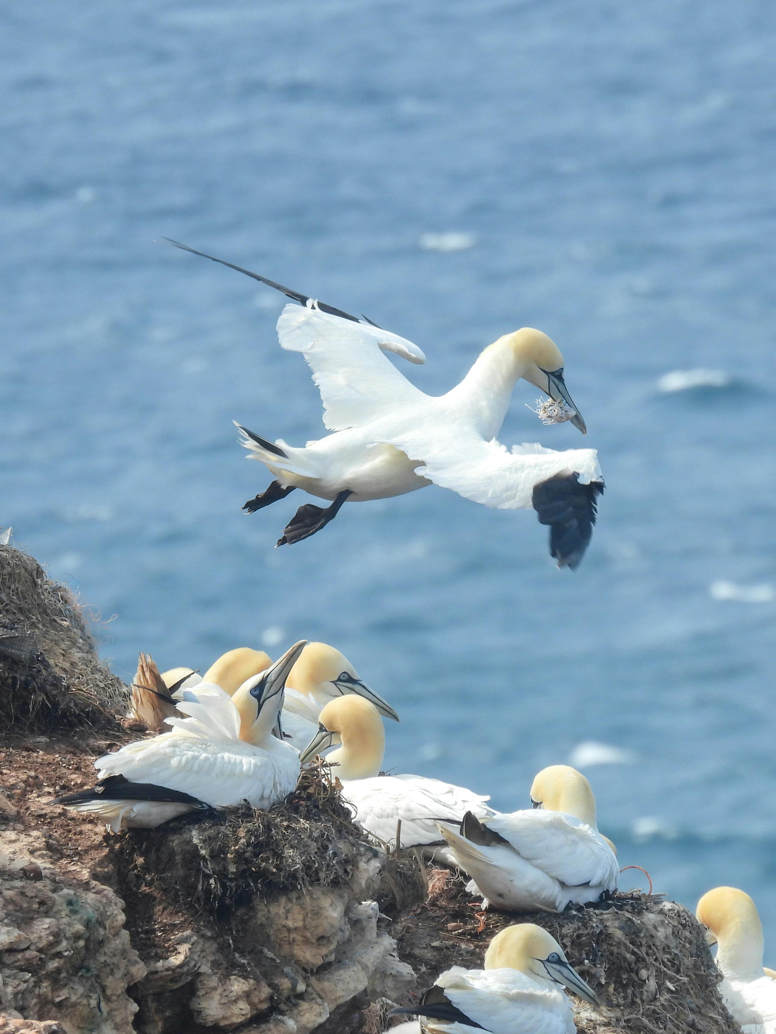 Northern gannets nesting and flying over cliffs with a vast ocean backdrop.