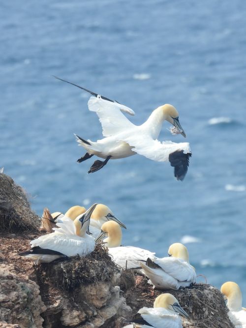 Free Northern gannets nesting and flying over cliffs with a vast ocean backdrop. Stock Photo