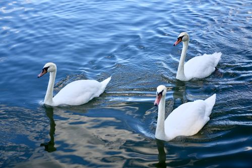 Free Three elegant swans swimming peacefully on a serene lake on a sunny day. Stock Photo