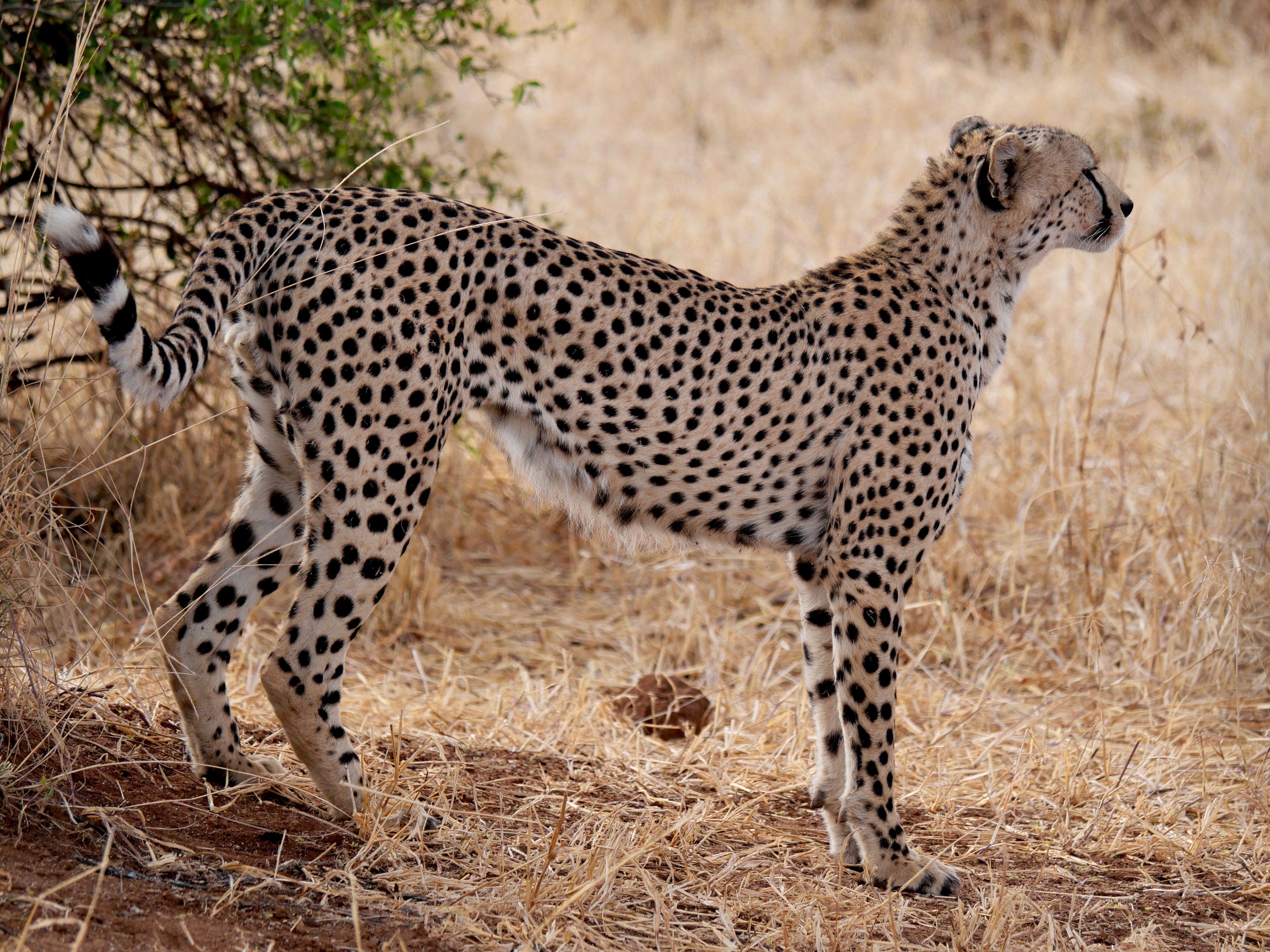 Close-up of a cheetah standing in the dry savannah of Tarangire National Park, Tanzania.