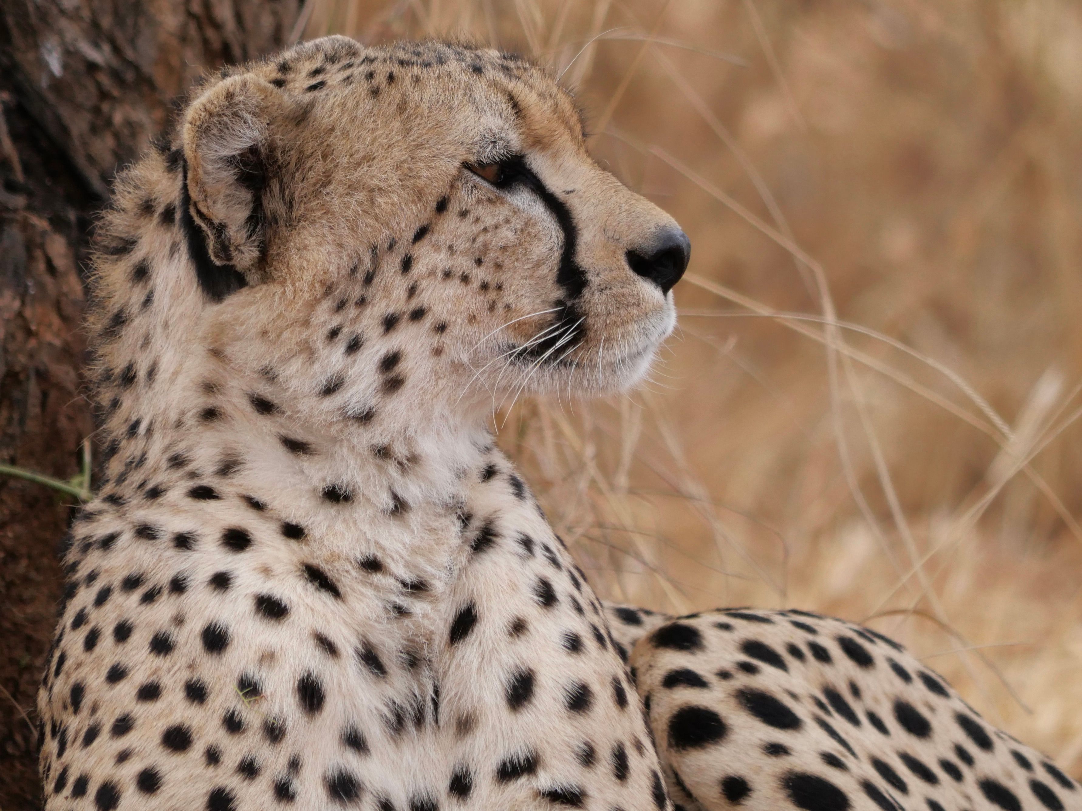 Portrait of a cheetah in the wild savannah, showcasing its distinctive spotted fur and attentive gaze.