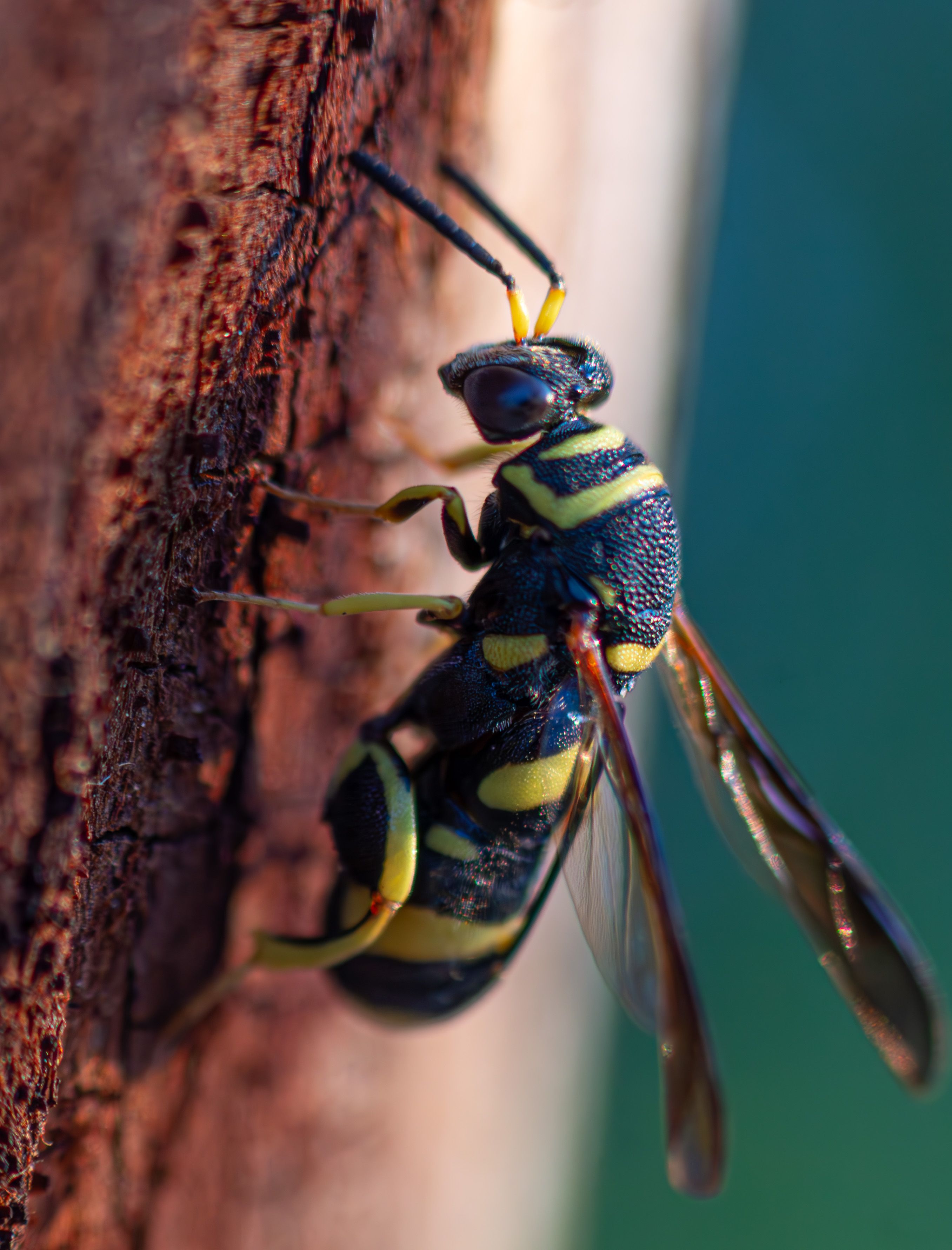 Yellow Jacket Wasp on Hive Closeup Photography · Free Stock Photo