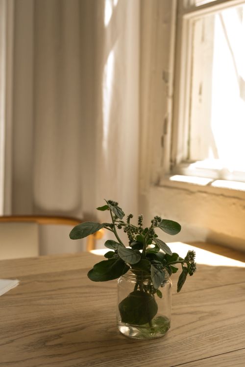 Free A green plant in a glass vase on a wooden table by a sunlit window. Stock Photo