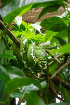 pythons photo