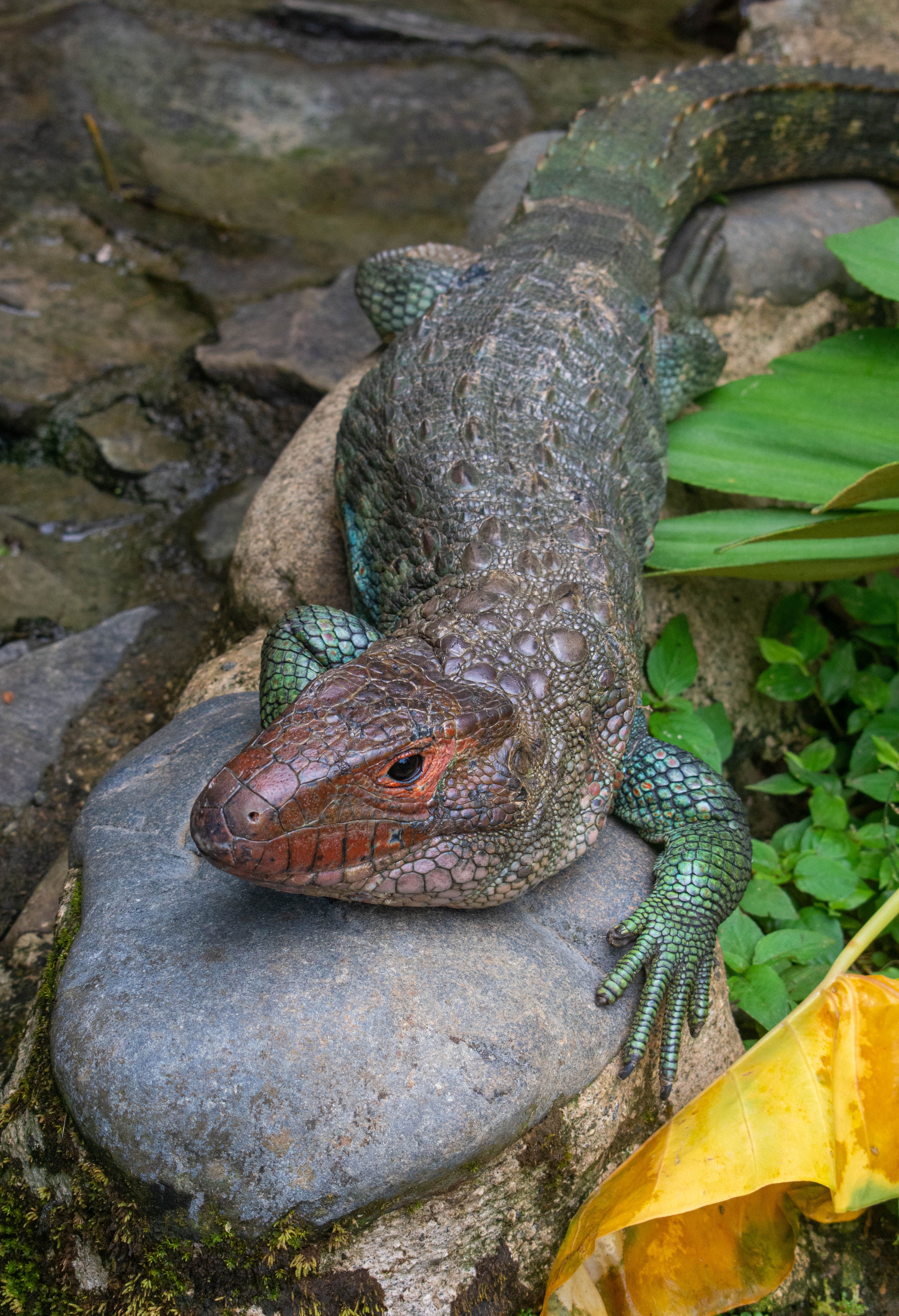 A vibrant lizard resting on stones amidst lush foliage in a tropical jungle.