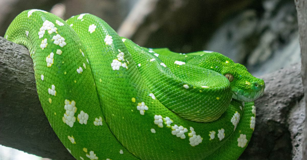 Jungle Tree Python Green Tree Python Resting on Branch in Jungle · Free Stock Photo