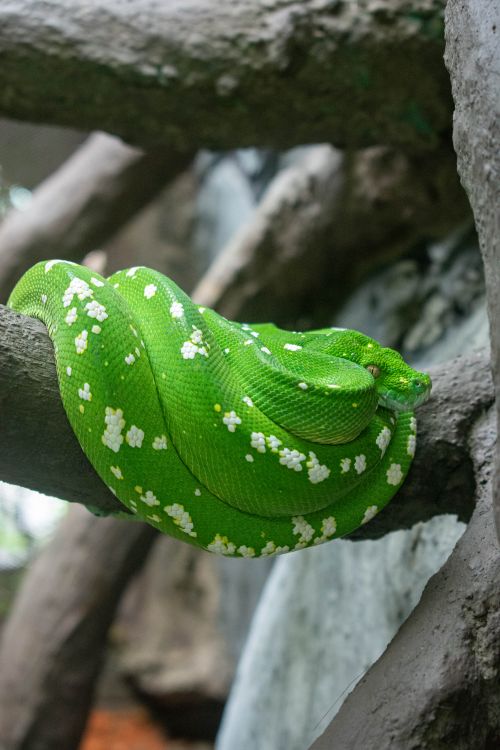 Green Tree Python Wild Green Tree Python Resting on Branch in Jungle · Free Stock Photo