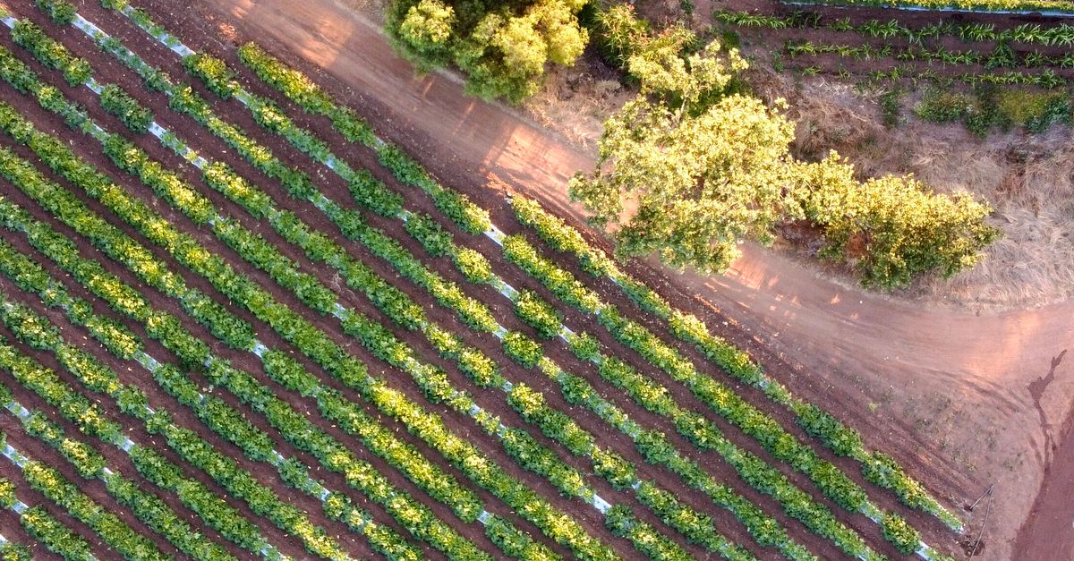 Tailandia: qué reformas elevan productividad agrícola y reducen vulnerabilidad rural Tailandia: qué reformas elevan productividad agrícola y reducen vulnerabilidad rural