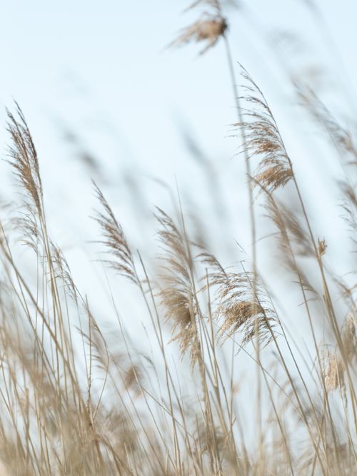 Free Tranquil scene of tall reeds swaying against a clear blue sky, evoking a sense of calm and nature's beauty. Stock Photo