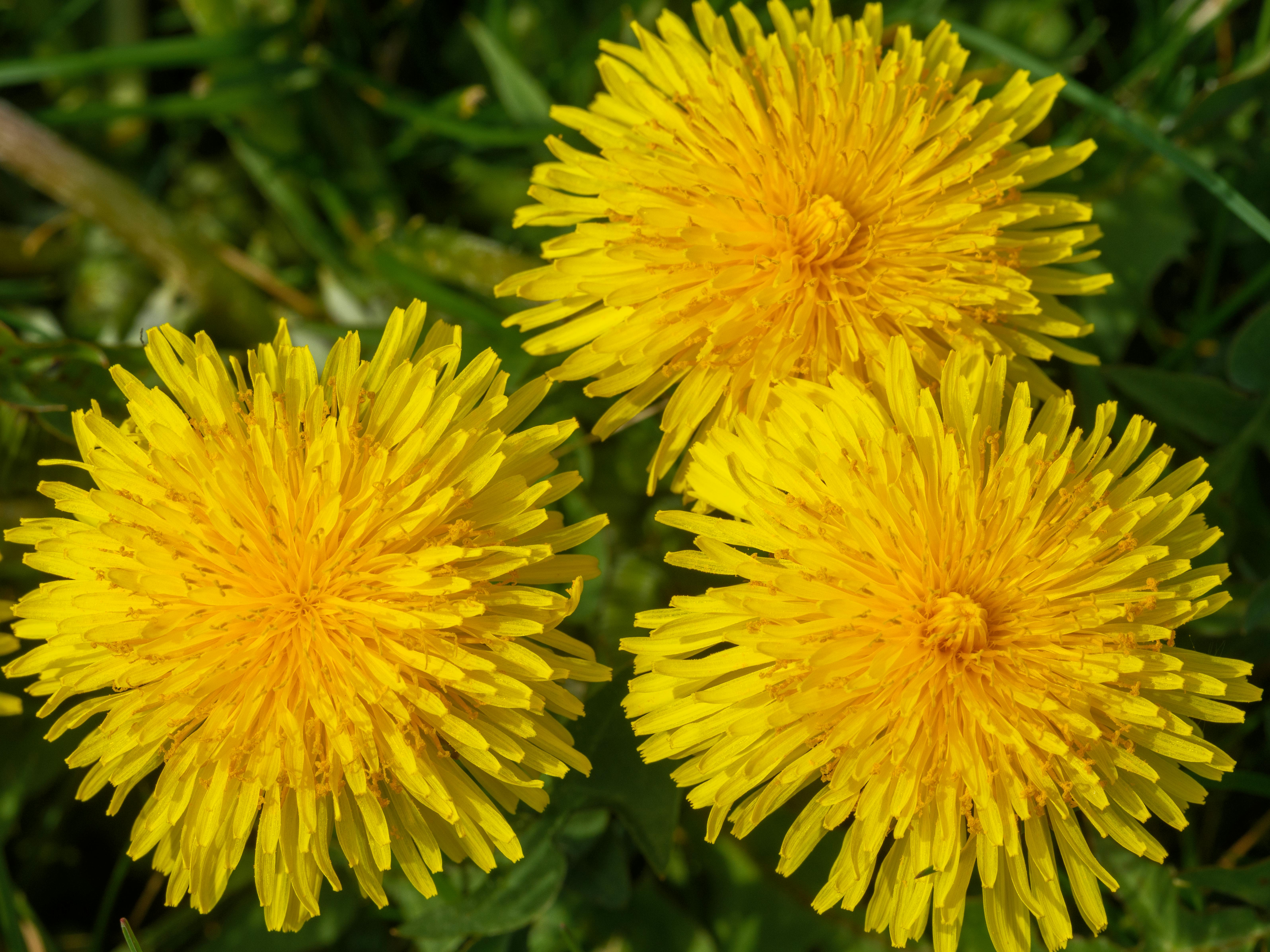 Immagine di fiori di tarassaco utilizzati per autoprodurre miele vegano
