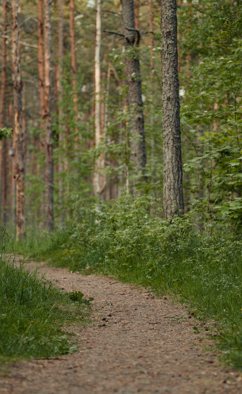 Wild Tracking: Ancient Nature Awareness Protocol for Modern Wilderness (2026)