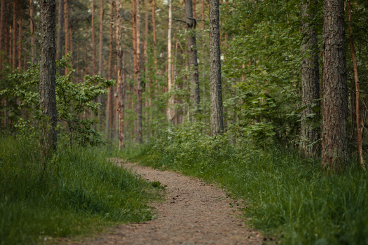 A tranquil forest trail winding through lush trees, perfect for nature walks.