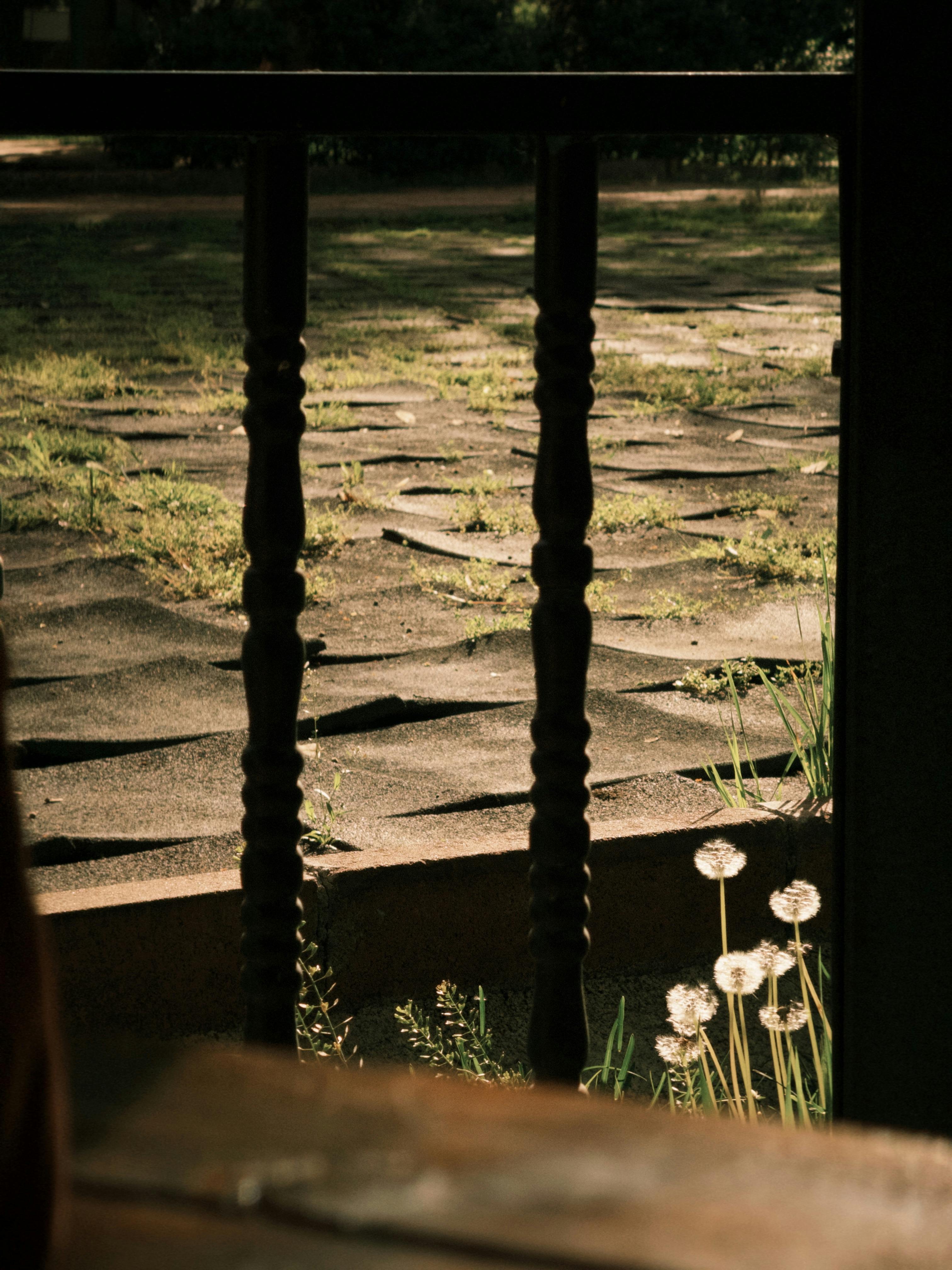 grátis Vista cativante de dentes-de-leão banhados em luz dourada através de uma grade de ferro. Foto profissional