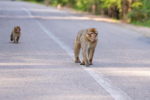 Two Barbary macaque monkeys walking on a forest road, showcasing natural animal behavior in a vibrant outdoor setting.
