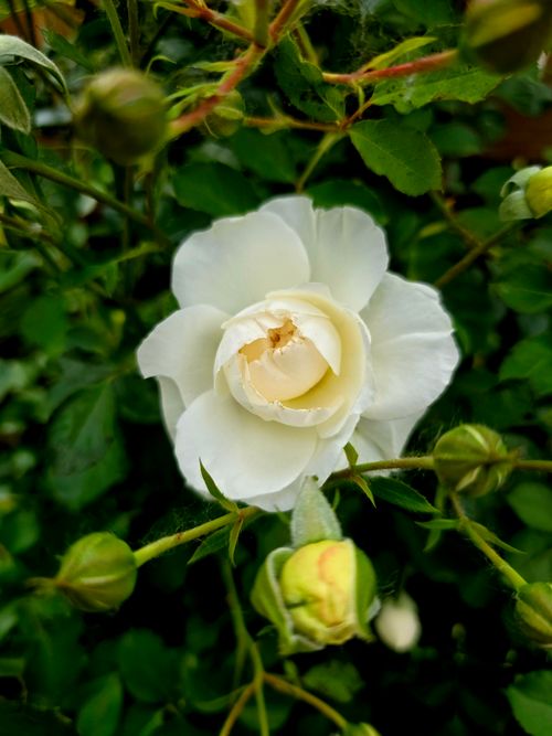 Free Close-up of a beautiful white rose surrounded by lush green leaves and budding flowers. Stock Photo