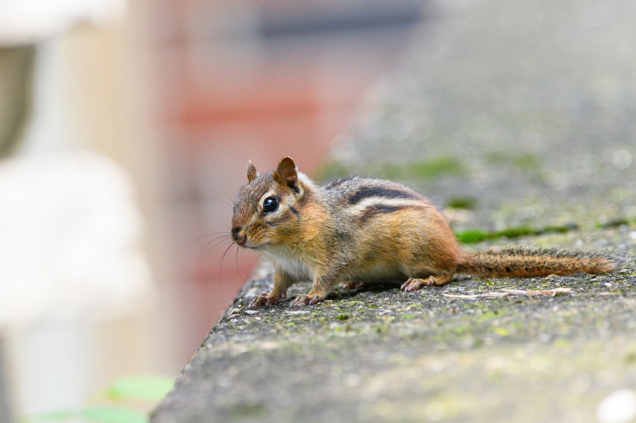 a chipmunk sitting on a moss covered stone showcasing its striped back