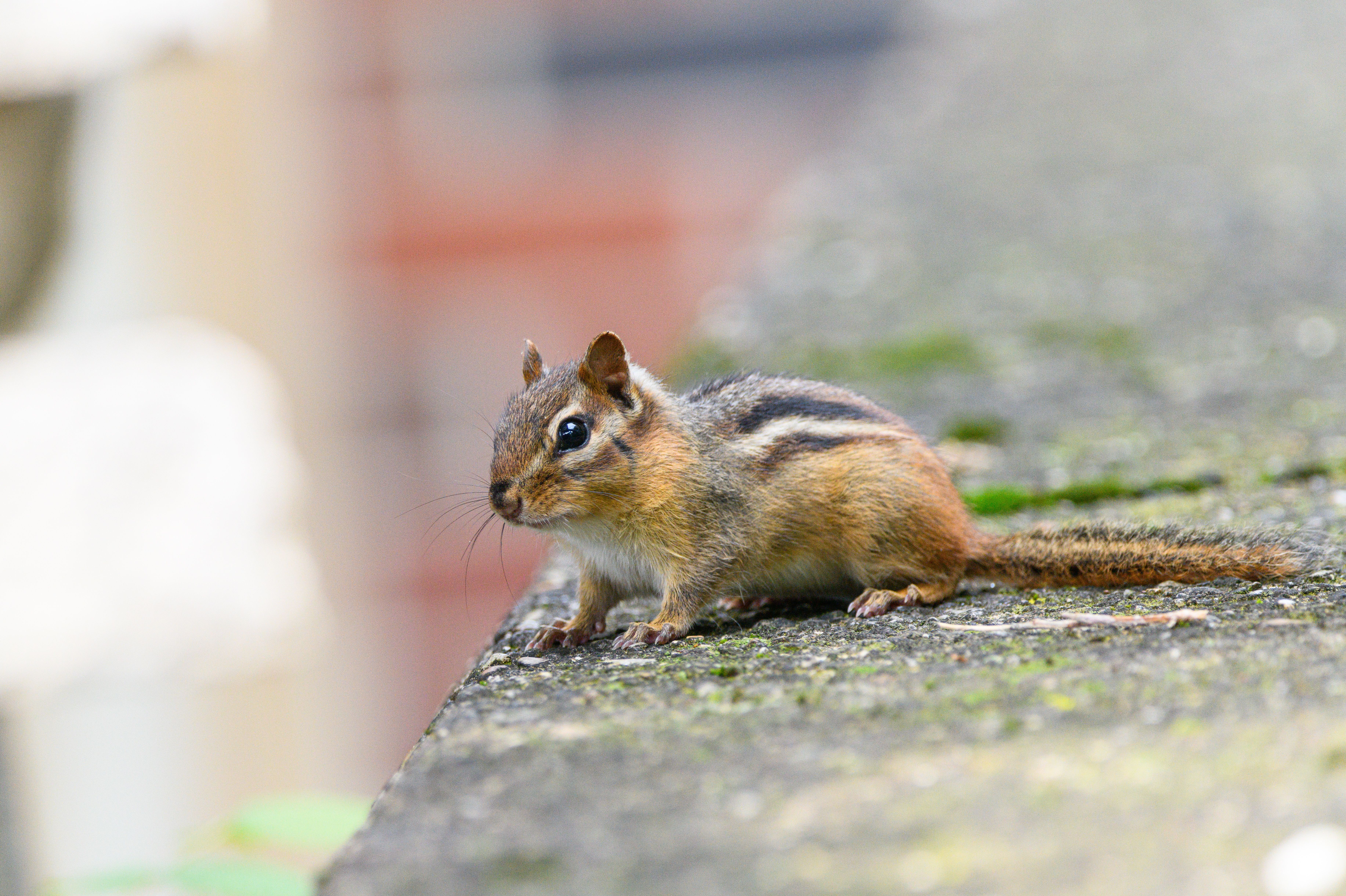 Eastern Chipmunk on Michigan Concrete Porch · Free Stock Photo