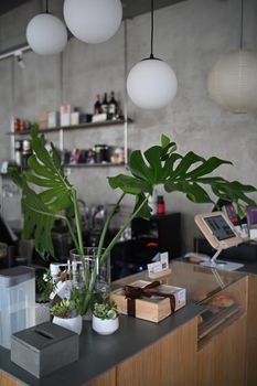 Stylish coffee shop interior with large green plants and minimalist decor, perfect for a modern ambiance.